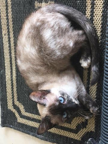 Doação gato