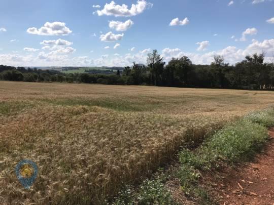 Alugue sítio de 48400 m² (esperança, londrina-pr) - Foto 5