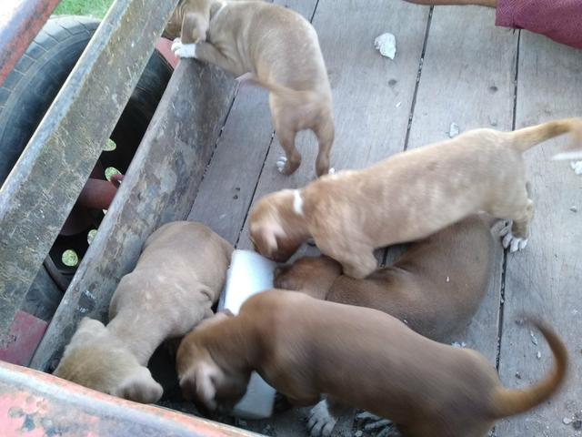 Filhos de Pitbull Monsters - Foto 2