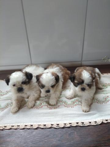 Filhotes de sinh tzu - Foto 2