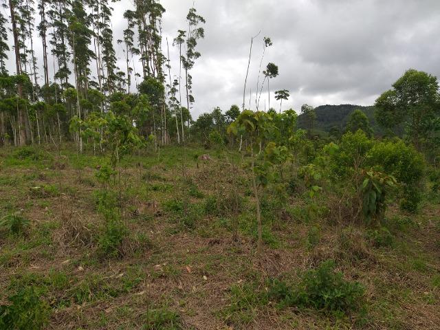 Permuta terreno para chacrinha de 6 mil medindo 30 x 200 de fundos - Foto 11