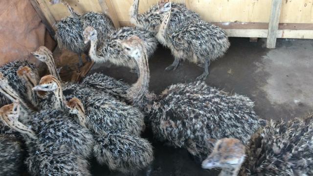 Aves