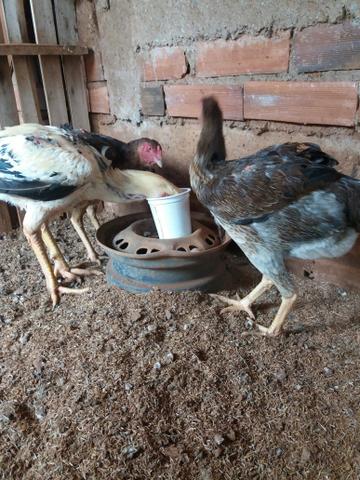 Tenho pra hoje 3 duzias de ovos de indio gigante verdadeiro - Foto 3