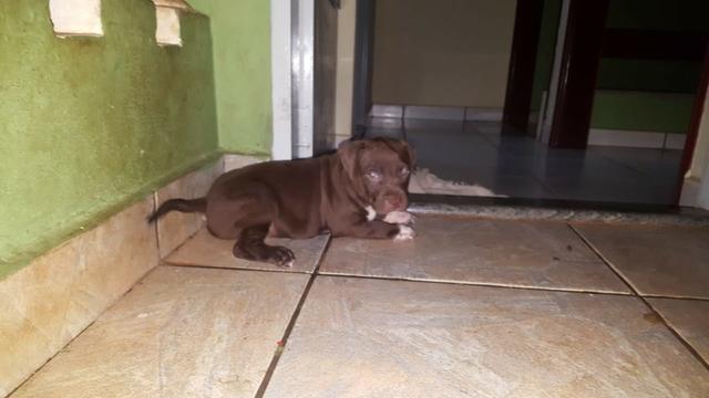 Filhote de Pitt Bull - Foto 3