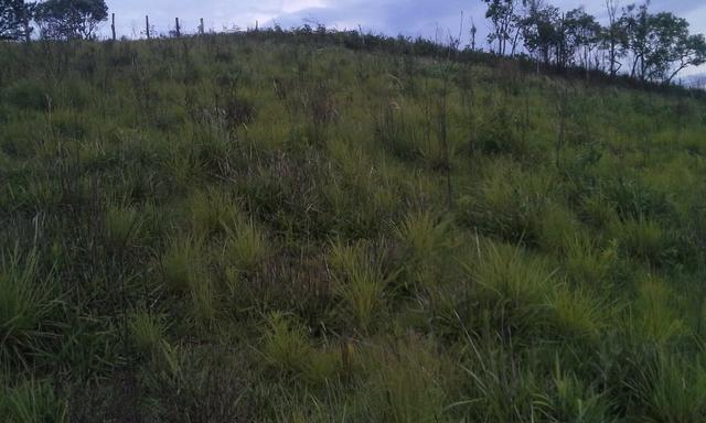 Entrada 30.000 + parc. Torrando terreno pra Chácara com Tanque. 6.000m² Quitandinha-PR - Foto 3