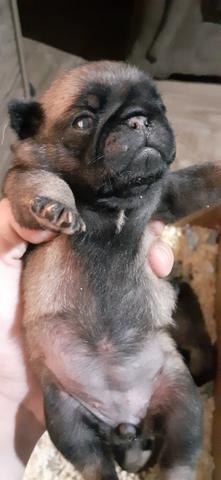 Lindos filhotes de pug reserve ja - Foto 2