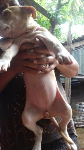 Vendo pitbull puro