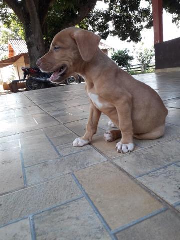 Pitbull femia