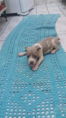 Pitbull - Foto 5