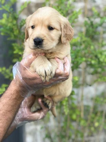 Golden Retriever com pedigree e garantia de saúde, machos e fêmeas disponíveis - Foto 3