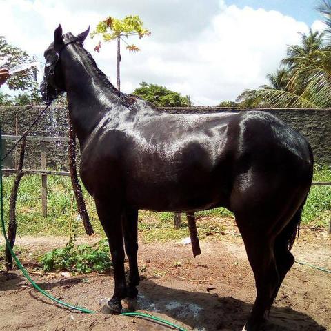 Cavalo quarto de milha
