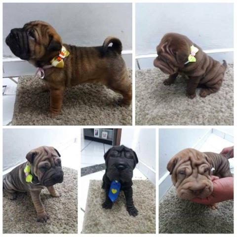 Filhotes de Sharpei