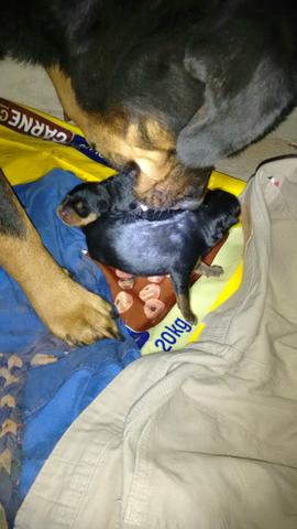 Rottweiler filhote 1 fêmea