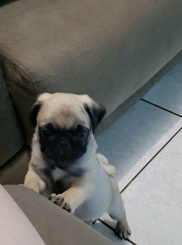 Pug mini bem clarinhos lindspadrao diferenciado