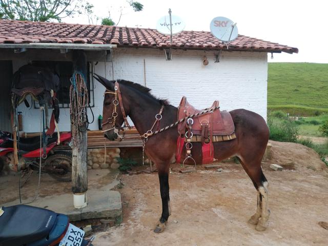 Mula top de patrão, localizada em cruzeiro-SP