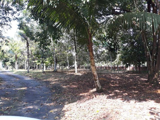 Sítio estrada do Vivenda Verde com casa e loja de material de construção - Foto 9