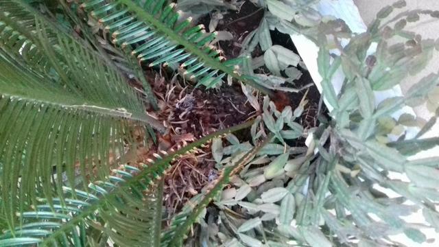 Planta sagu - Foto 2