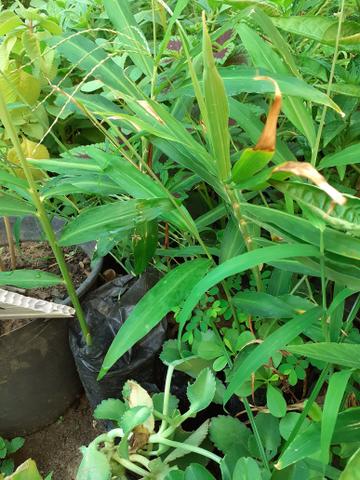 Plantas medicinais - Foto 4