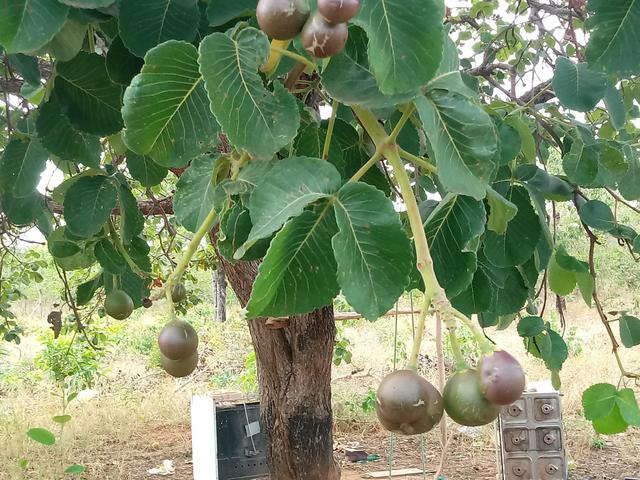 Venda - Foto 2