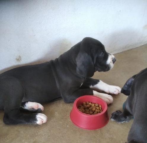 Filhotes de Dogue Alemão - Foto 5