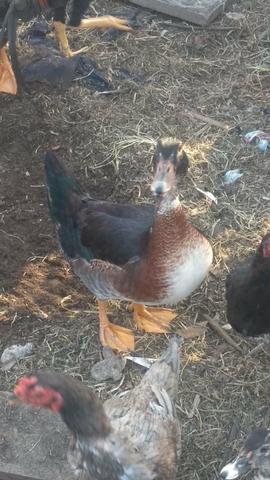 Vendo lote de aves