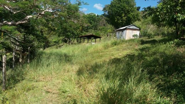 Cidade ilhéus região Japu, Sitio 72 hectares - Foto 14