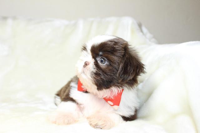 Temos lindos shihtzu micros perninhas curtas