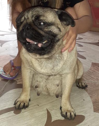 Lindos filhotes de pug reserve ja - Foto 5