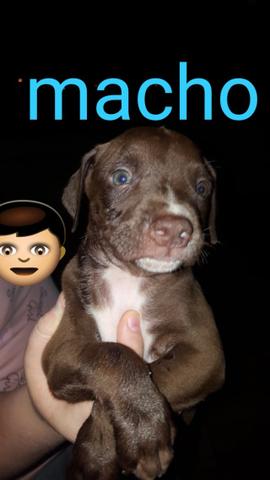 Filhote de Pitt Bull - Foto 2