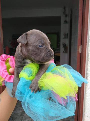 Filhotes american Staffordshire Terrier - Foto 2