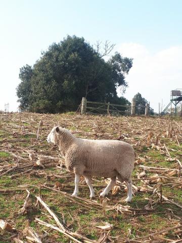Carneiro Texel