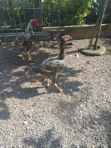 Vendo frangos frangas galos raça muito boa - Foto 3