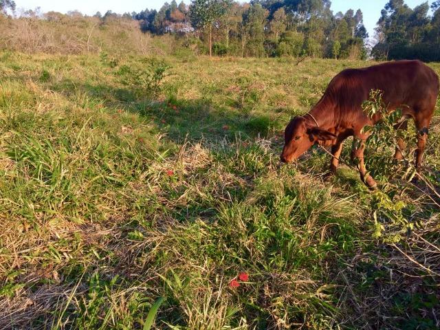 Parcelo Sem Juros!! Lindíssima Chácara Escriturada com uma Vista Incrível !! - Foto 4
