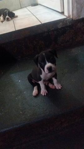 Pitbull - Foto 6