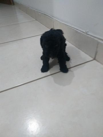 Cachorro poodle