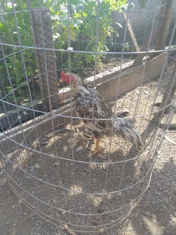 Vendo frangos frangas galos raça muito boa - Foto 6
