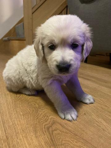 Raça Golden Retrieve, FIlhotes de 40 a 60 dias de idade, Vacinados e Vermifugados