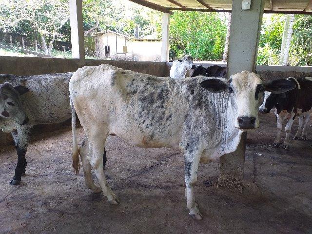Vendo Excelentes Vacas e Novilhas Leiteiras - Foto 4