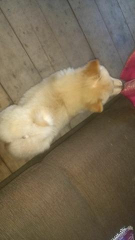 Chow chow