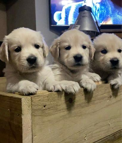 Raça Golden Retrieve, FIlhotes de 40 a 60 dias de idade, Vacinados e Vermifugados - Foto 2