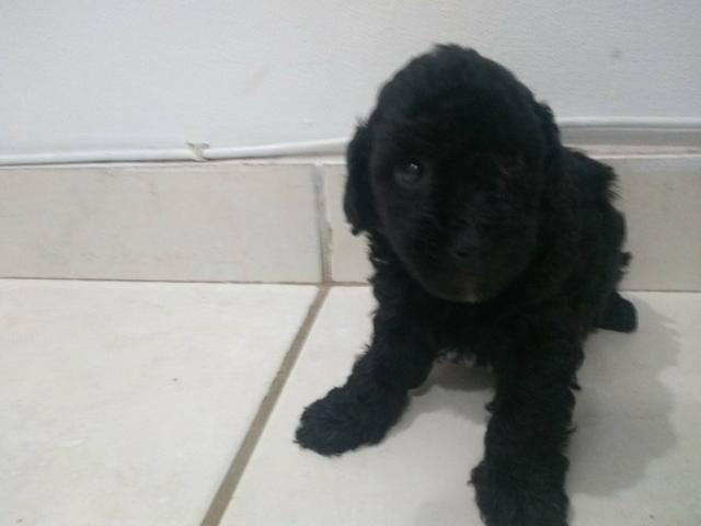Cachorro poodle - Foto 4