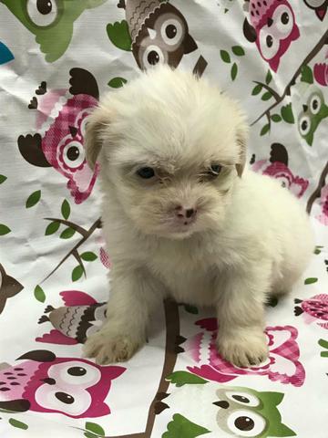 Lhasa apso a pronta entrega
