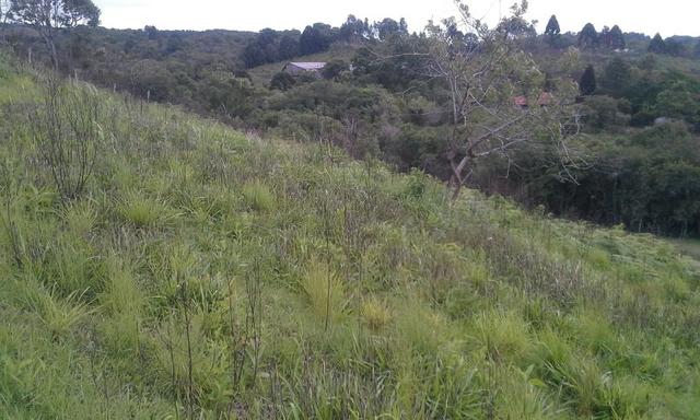 Entrada 30.000 + parc. Torrando terreno pra Chácara com Tanque. 6.000m² Quitandinha-PR - Foto 4