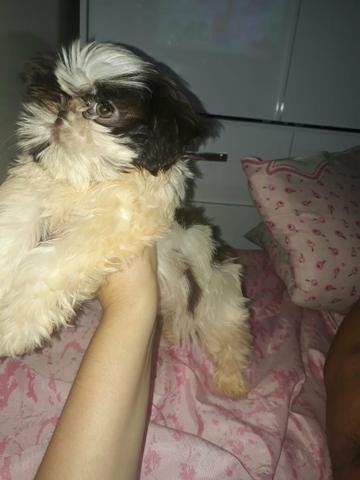 Lindo Shih Tzu chocolate