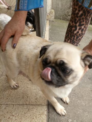 Bendo pug macho 800.00