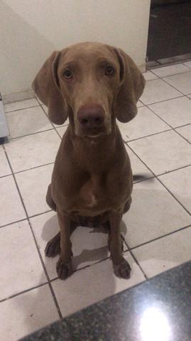 Weimaraner