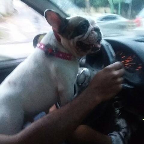 Bulldog Francês fêmea Piratinha