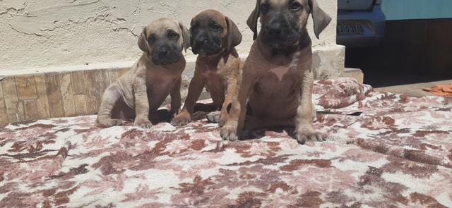 Cachorro fila brasileiro - Foto 3