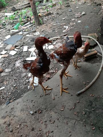 Galo índio gigante