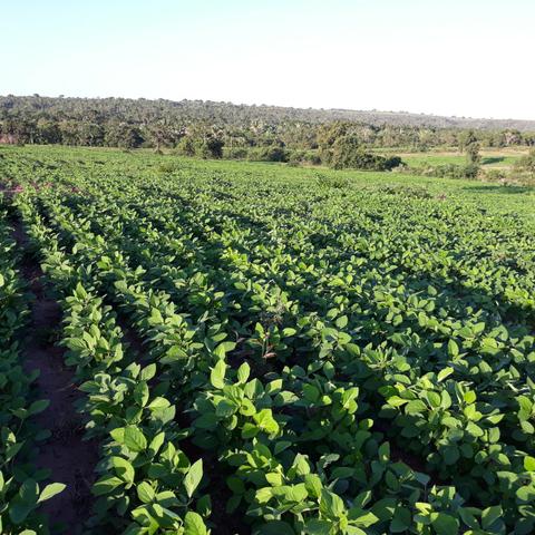 Fazenda centro sul do Maranhão - Foto 7